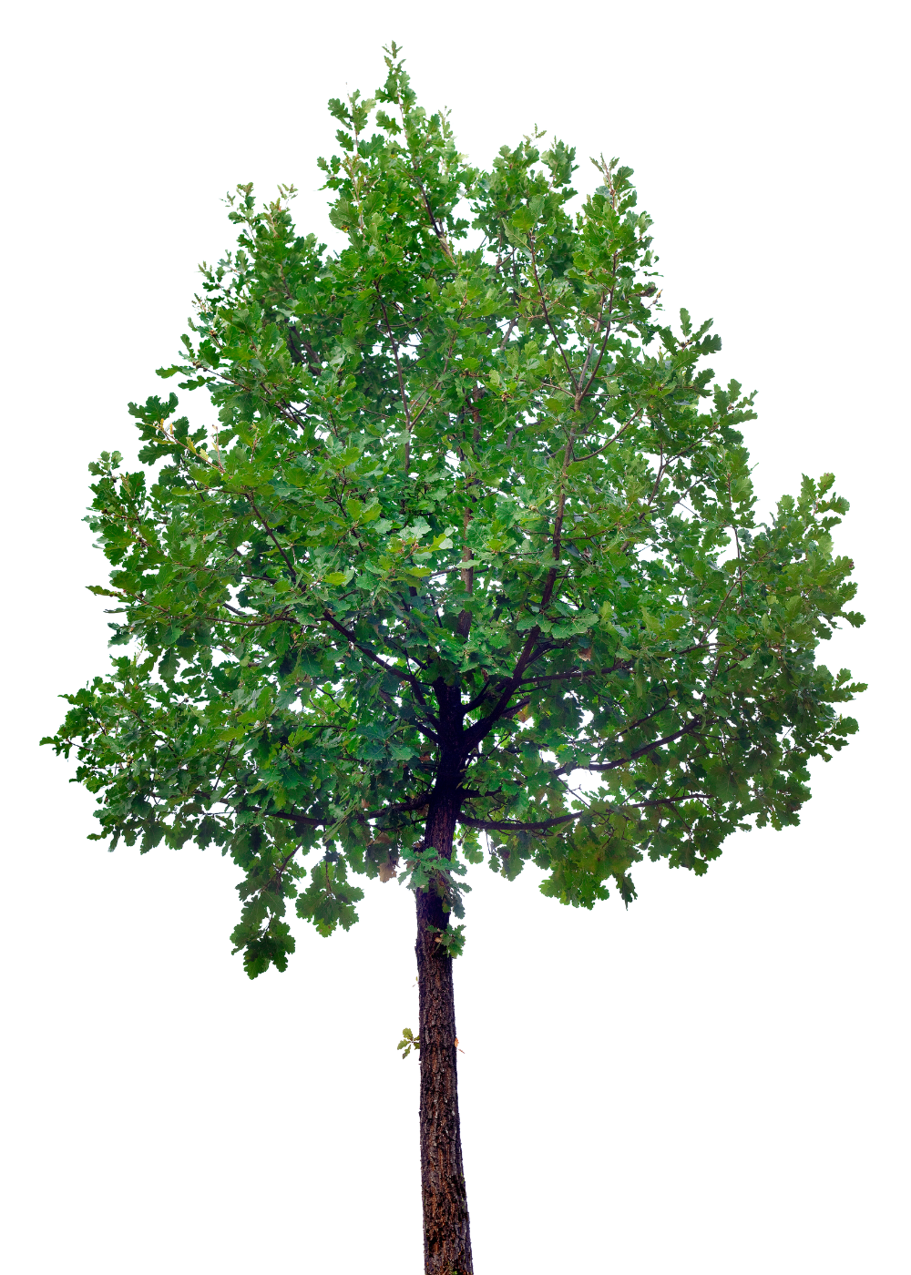Oak Tree