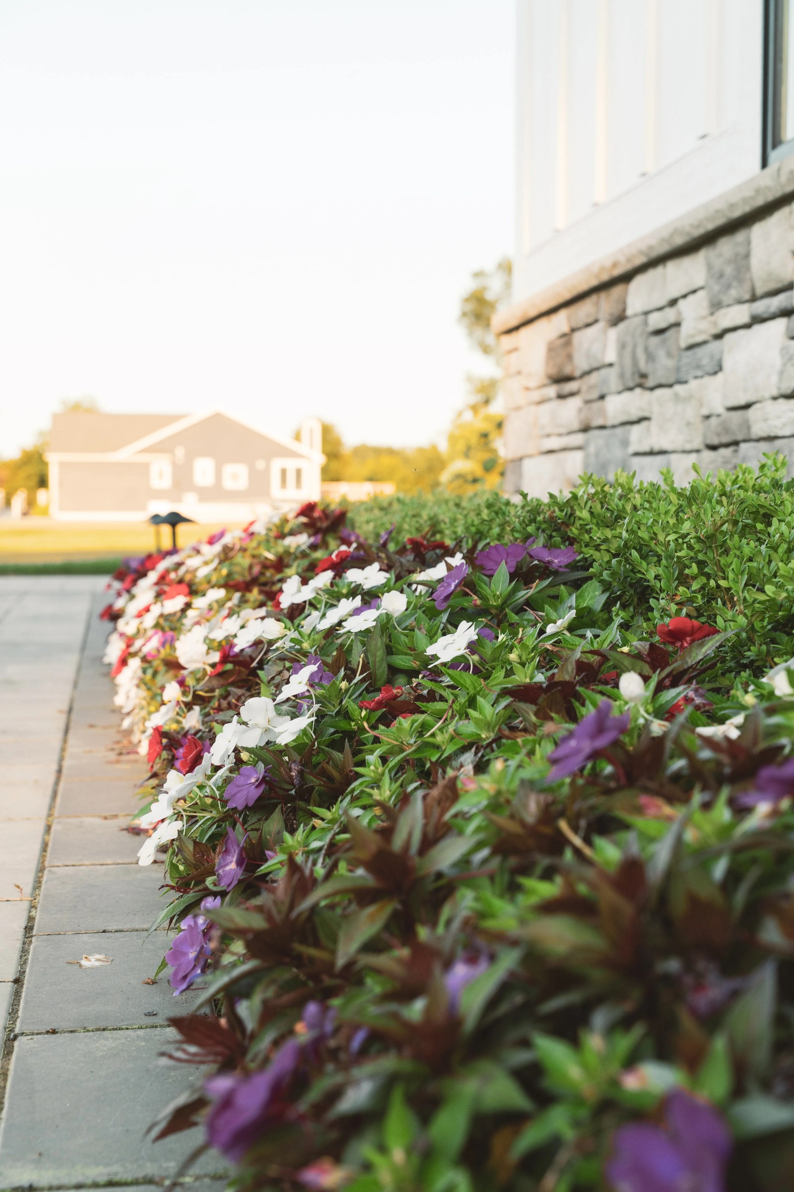 Planting bed of white, red and purple flowers and green shrubs along a paver walkway beside a stone house foundation